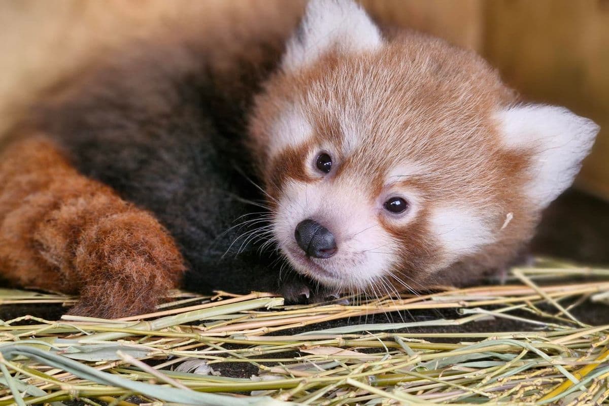 A cute red panda cub lying on straw, looking up with wide eyes and fluffy fur, surrounded by a warm, cozy environment.