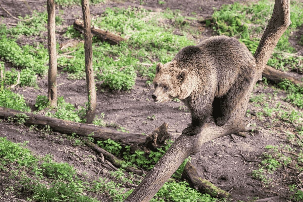 A brown bear walks along a log in a woodland setting
