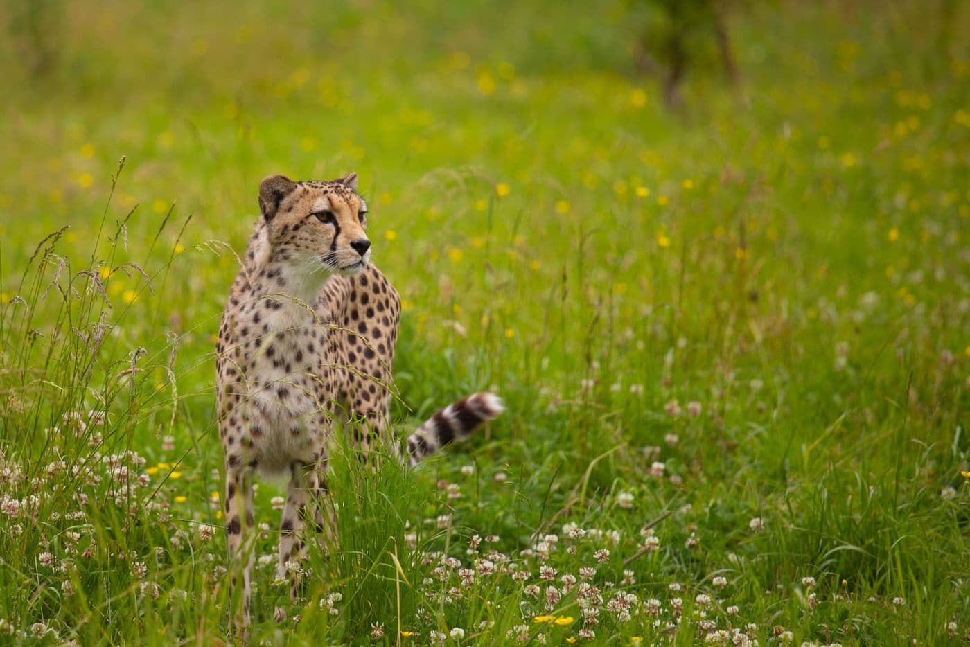 A cheetah stands in long grass, looking away from the camera