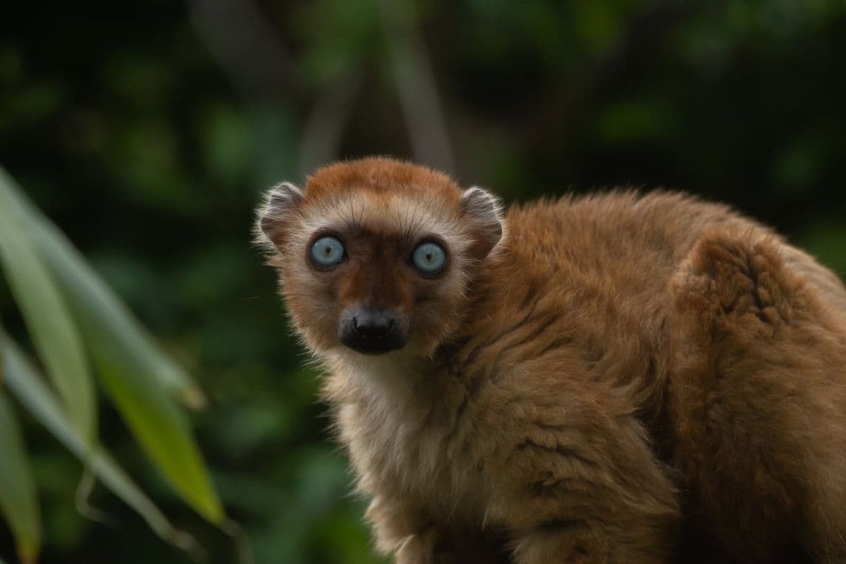 A blue eyed lemur with red fur looking to the camera