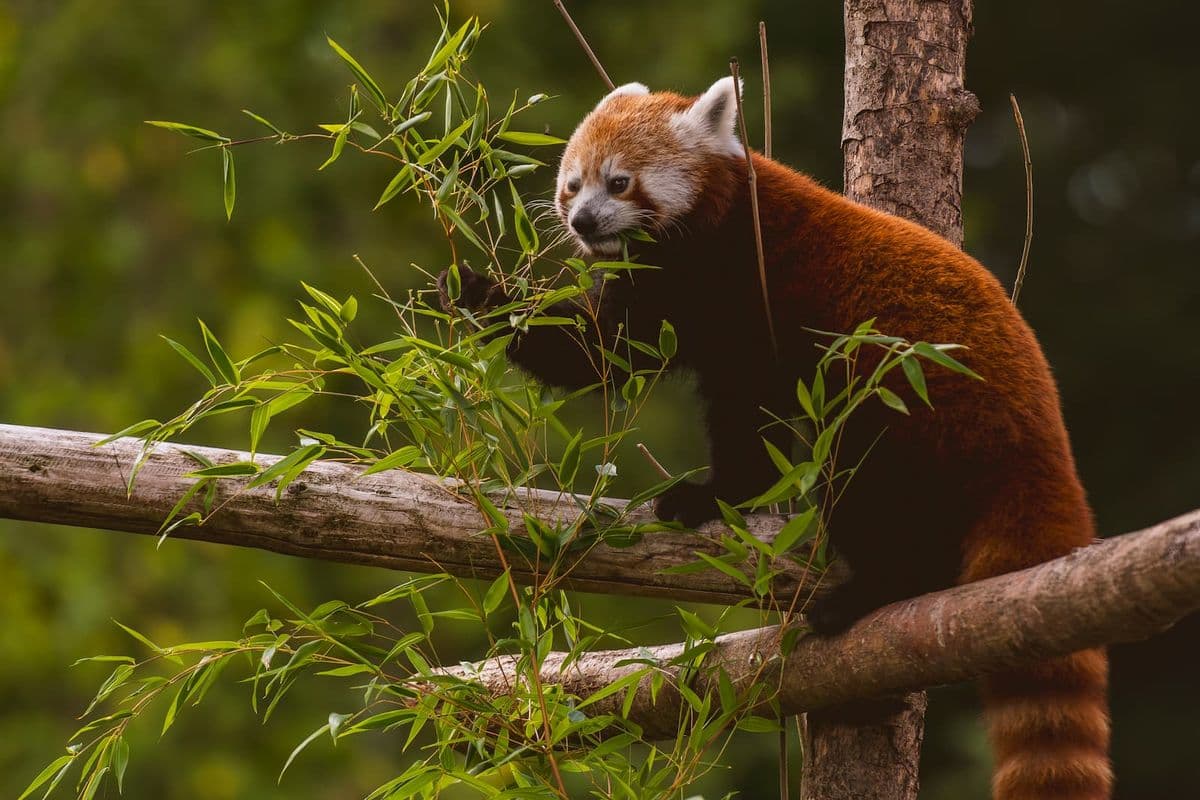 A red panda climbs on tree branches, surrounded by green leaves, against a blurred natural background.