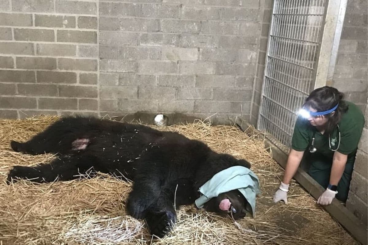 An anaesthetised bear lies on a hay-covered floor in an indoor habitat as a vet crouches beside it