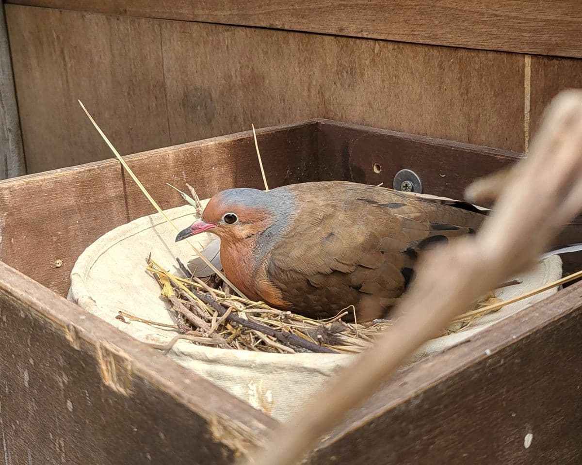 A socorro dove sat in a nest