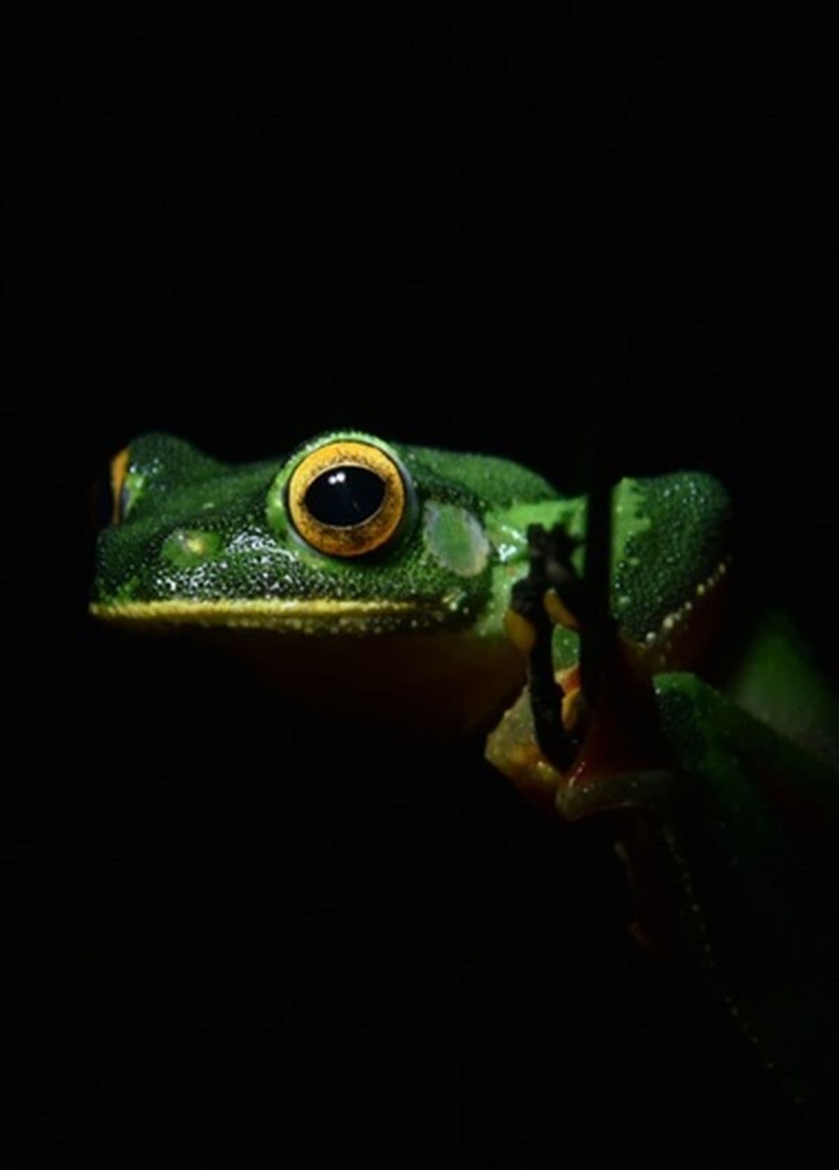 Close-up of a green frog with bright yellow eyes, partially illuminated against a dark background.