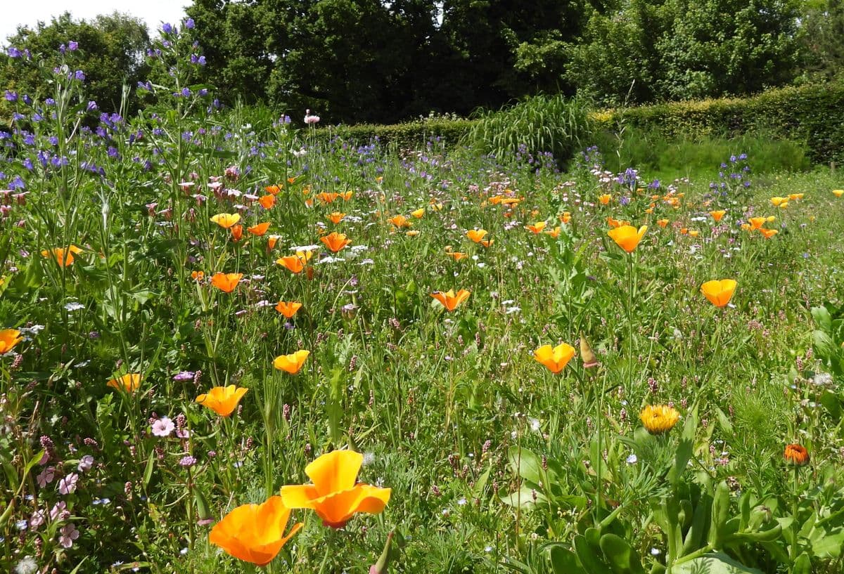 A meadow of wildflowers in many colours