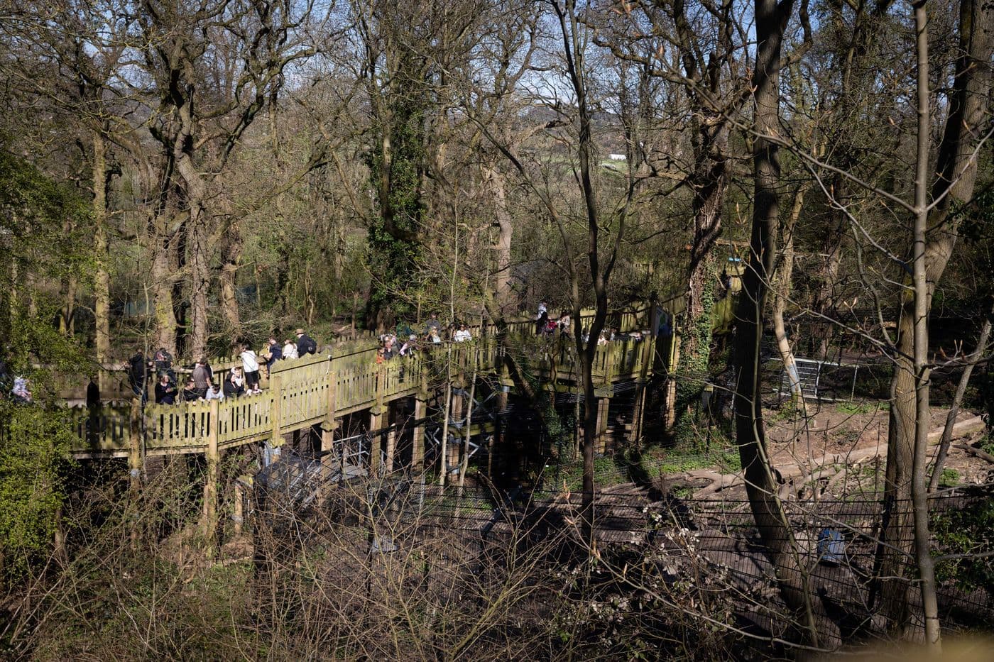 Bear Wood treetop walkway