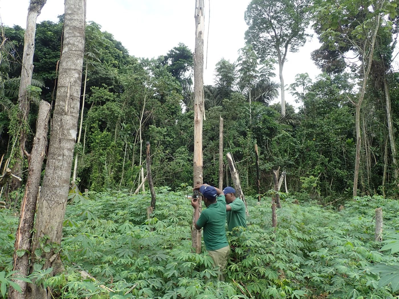 Two people are setting up camera traps on trees in a forest in Equatorial Guinea