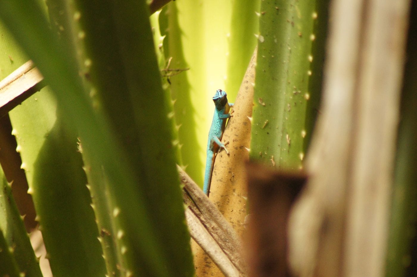 A bright blue lizard sitting on leaves with sun in the background