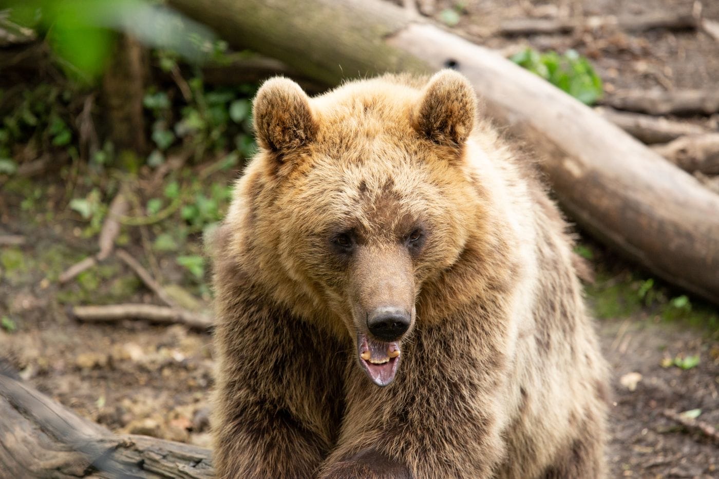 A brown bear in the woods looking straight at the camera with its mouth open.