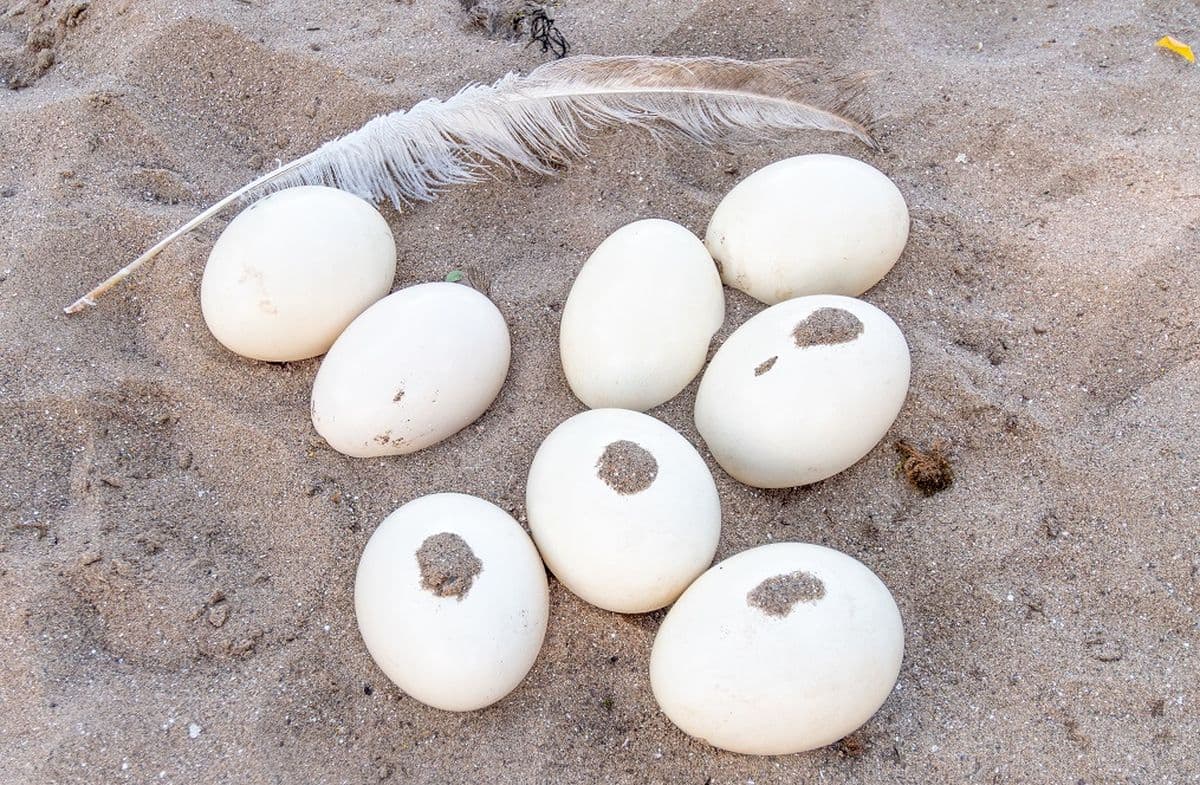 A group of ostrich eggs in the sand with a feather next to them
