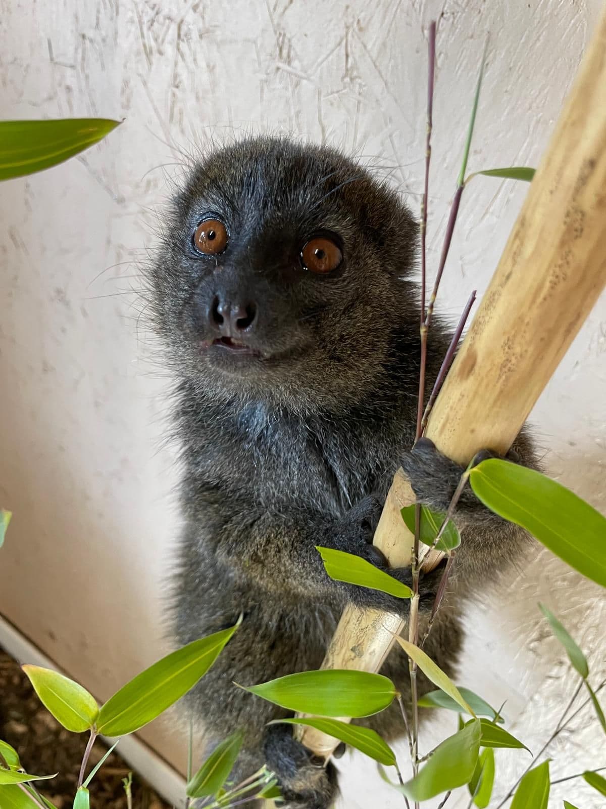 Alaotran gentle lemur on bamboo stick
