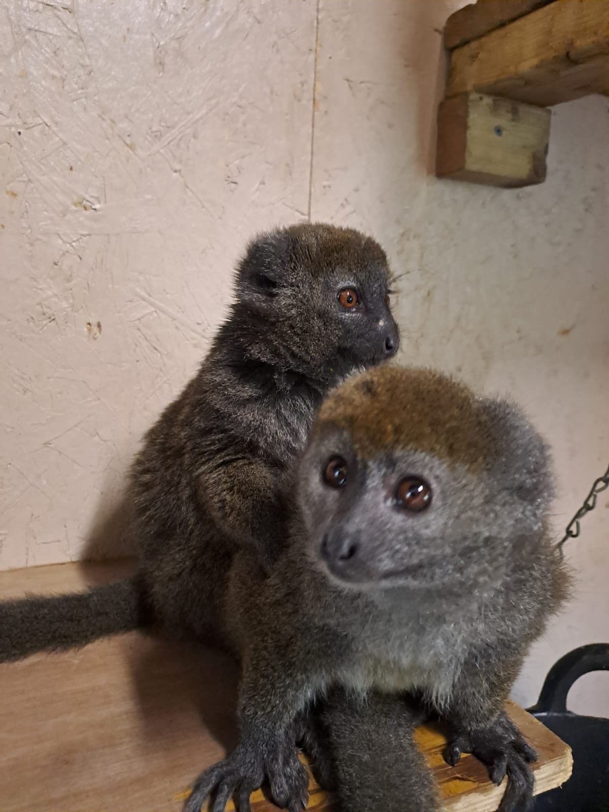 Two alaotran gentle lemur together