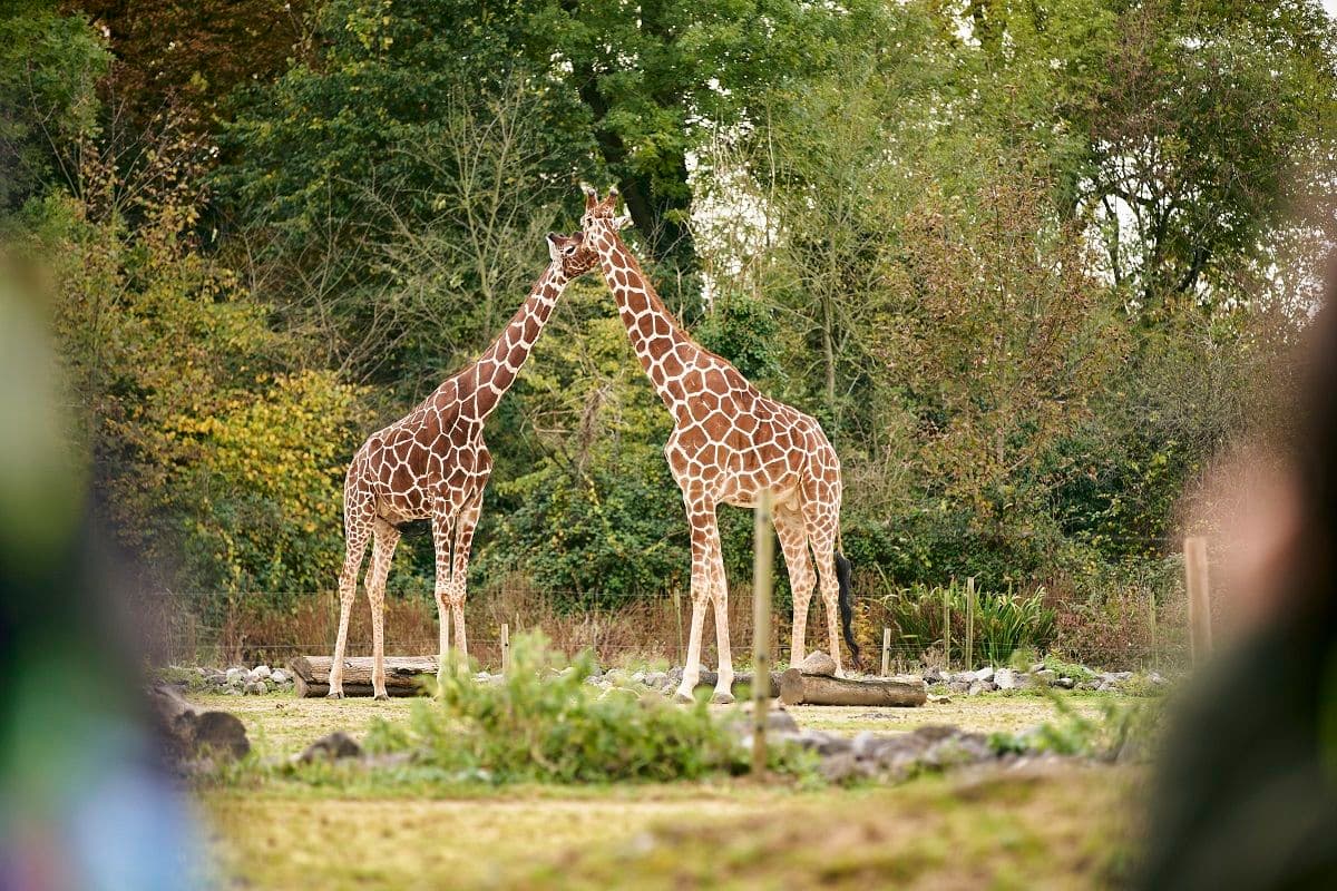 Two giraffes stand together touching heads with trees in the background