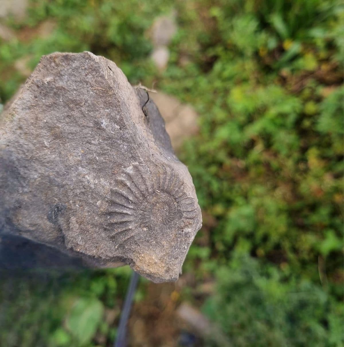 Picture of an ammonite fossil with foliage in the background