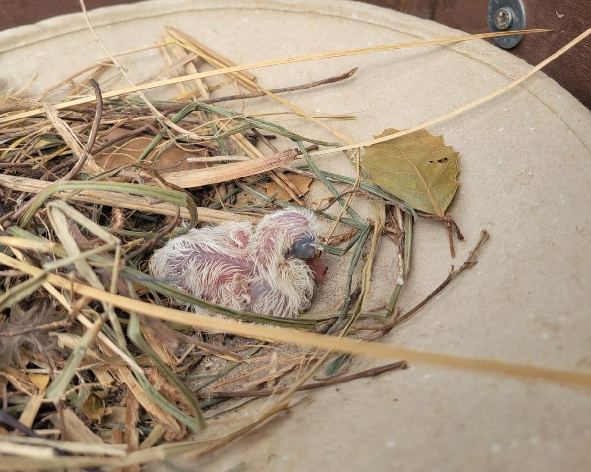 A newly hatched pink pigeon chick on a bed of straw