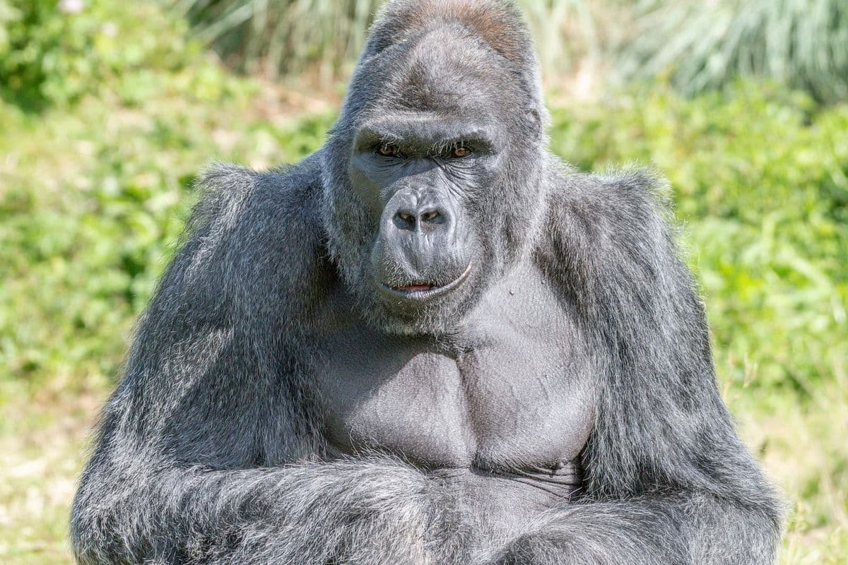 A silverback gorilla seen in close-up against a background of greenery