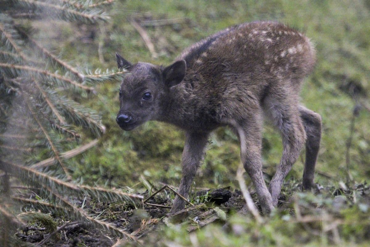 A Philippine spotted deer fawn standing in grass
