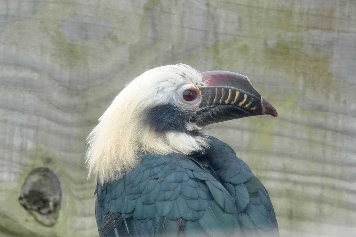 A male Visayan tarictic hornbill with its head turned to the side, with a wooden fence in the background