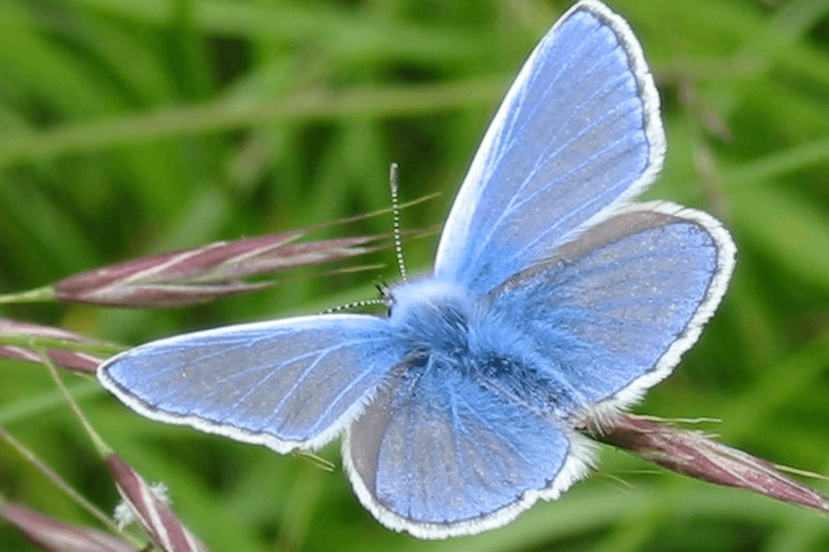 A common blue butterfly resting on a blade of grass