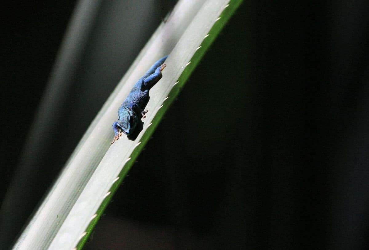 A turquoise dwarf gecko resting on a leaf