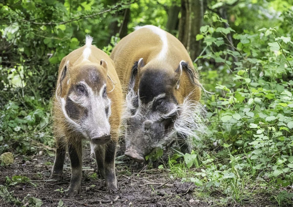 A male and female red river hog stood next to each other in a woodland setting