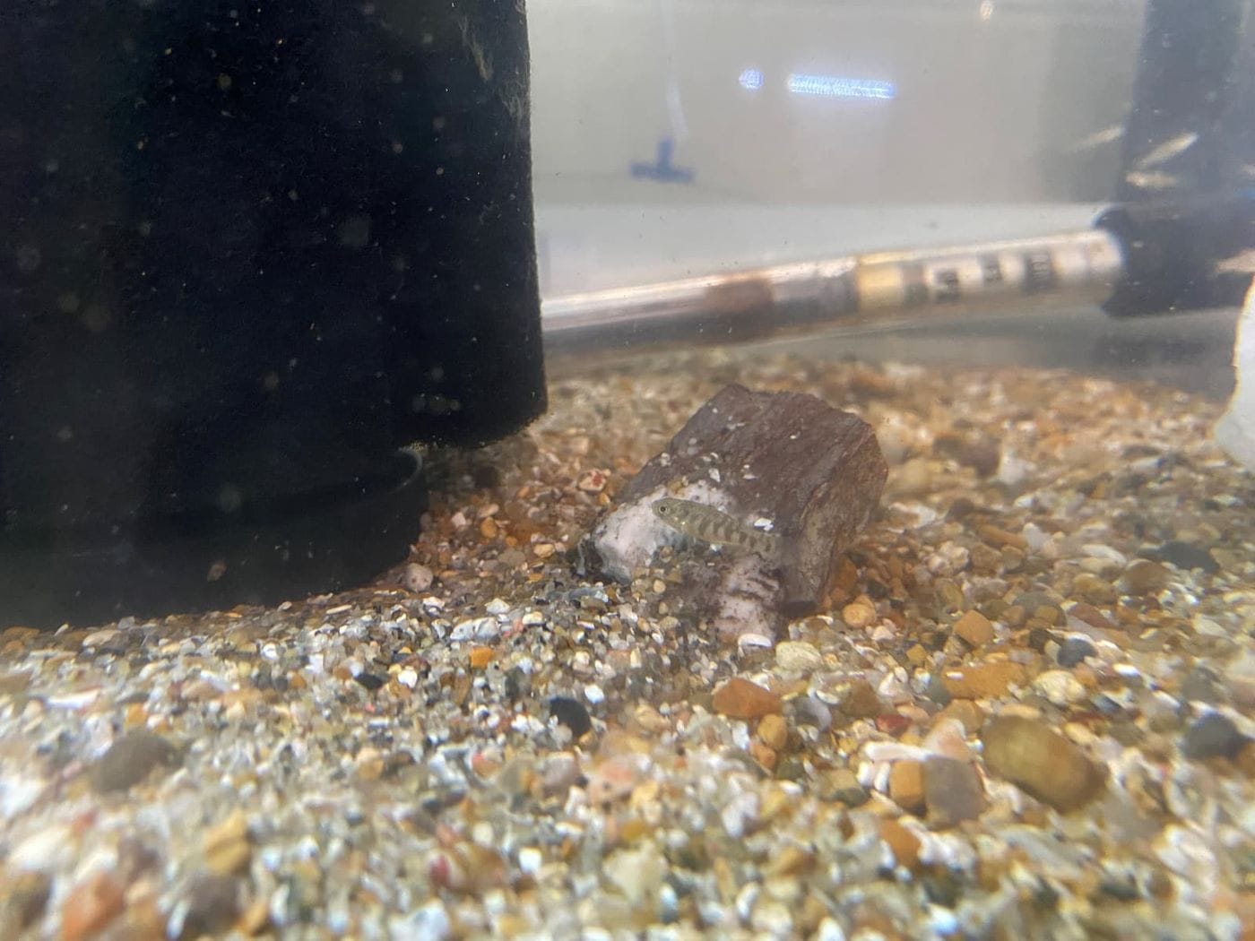 A small fish in a tank with stones covering the bottom