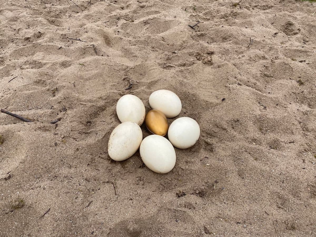 A pile of ostrich eggs with a golden egg in the middle, placed on sandy grounds