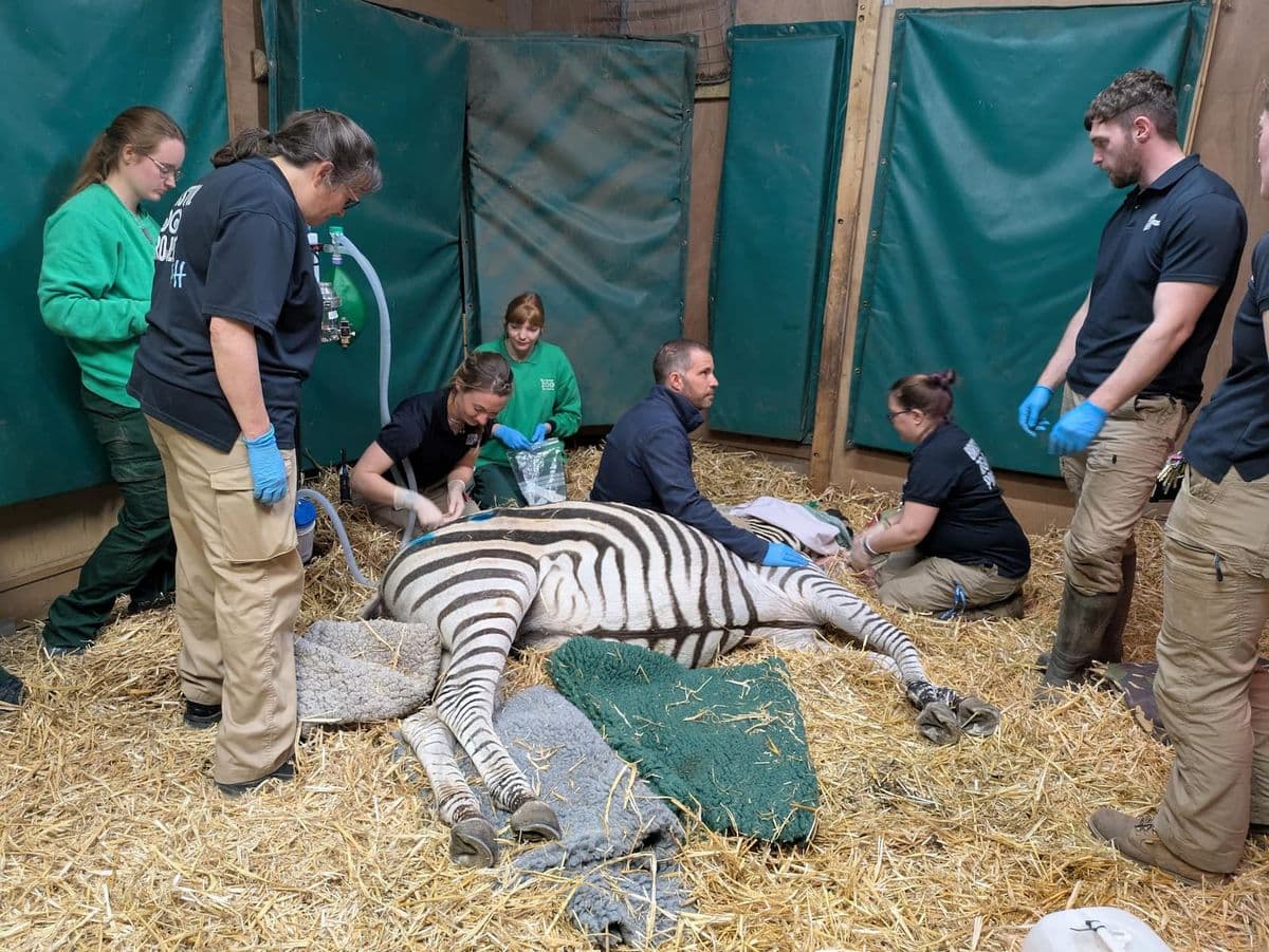 A zebra lies on the floor of a stable, surrounded by members of the Bristol Zoo vet team and medical equipment
