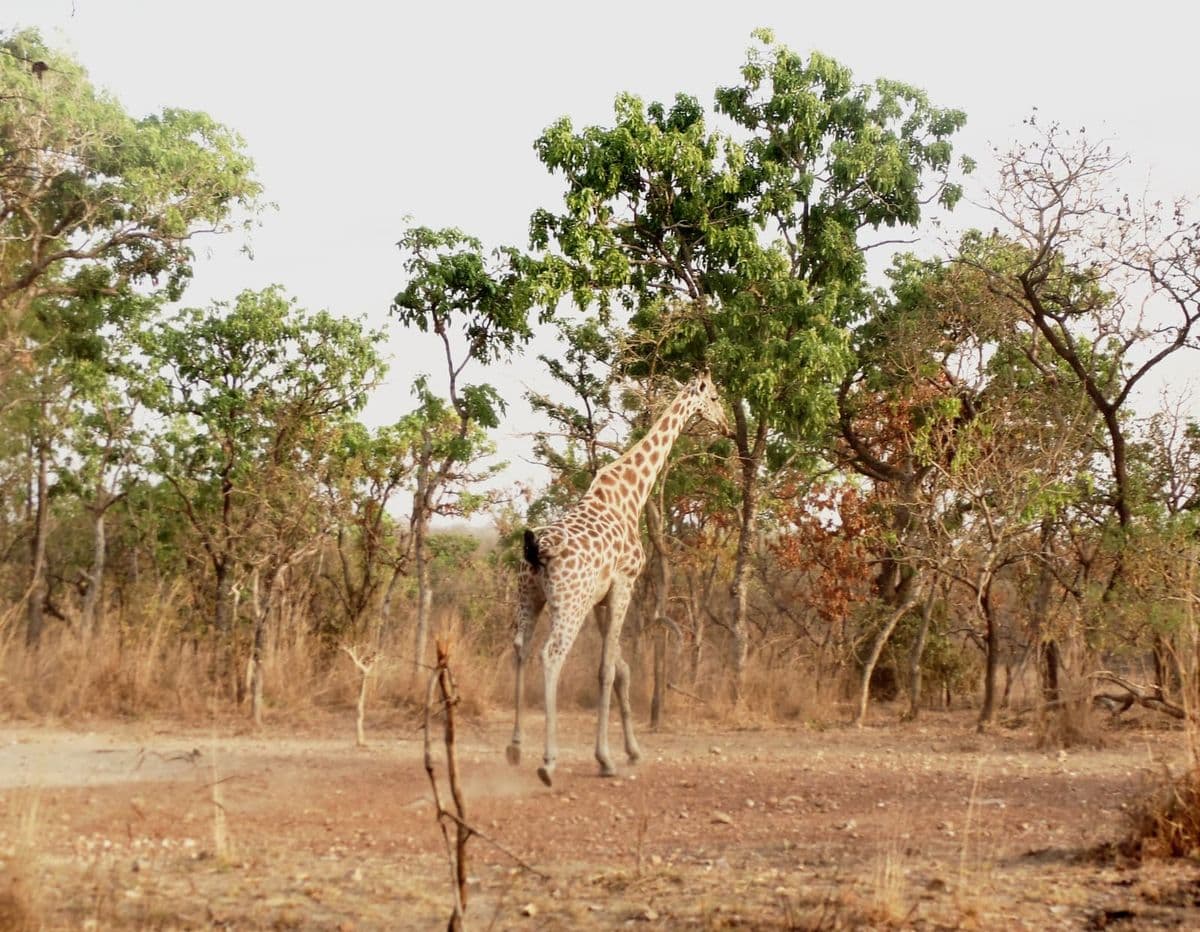 A Kordofan giraffe walks through a forest