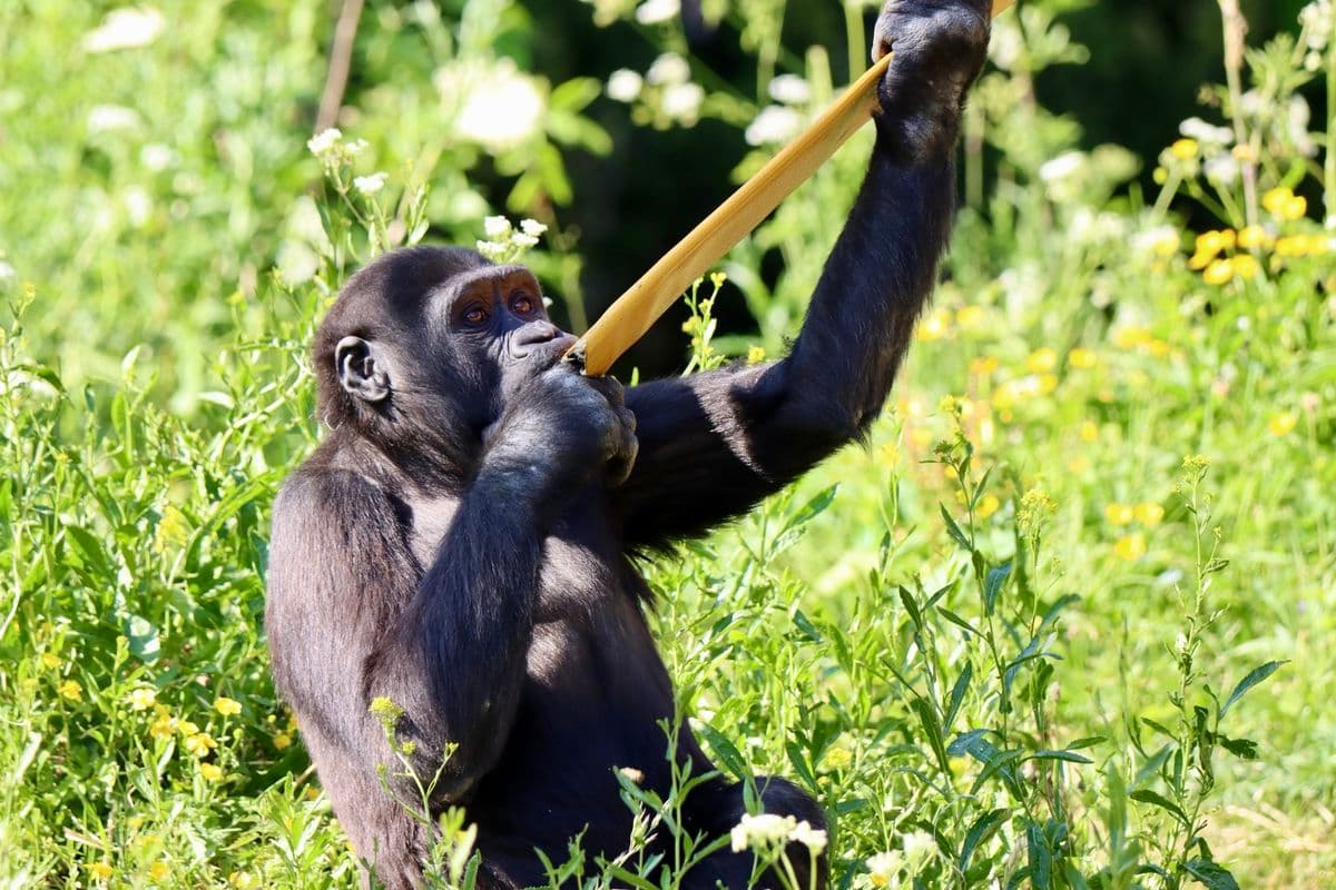 Young gorilla eating out of a firehose with green foliage behind
