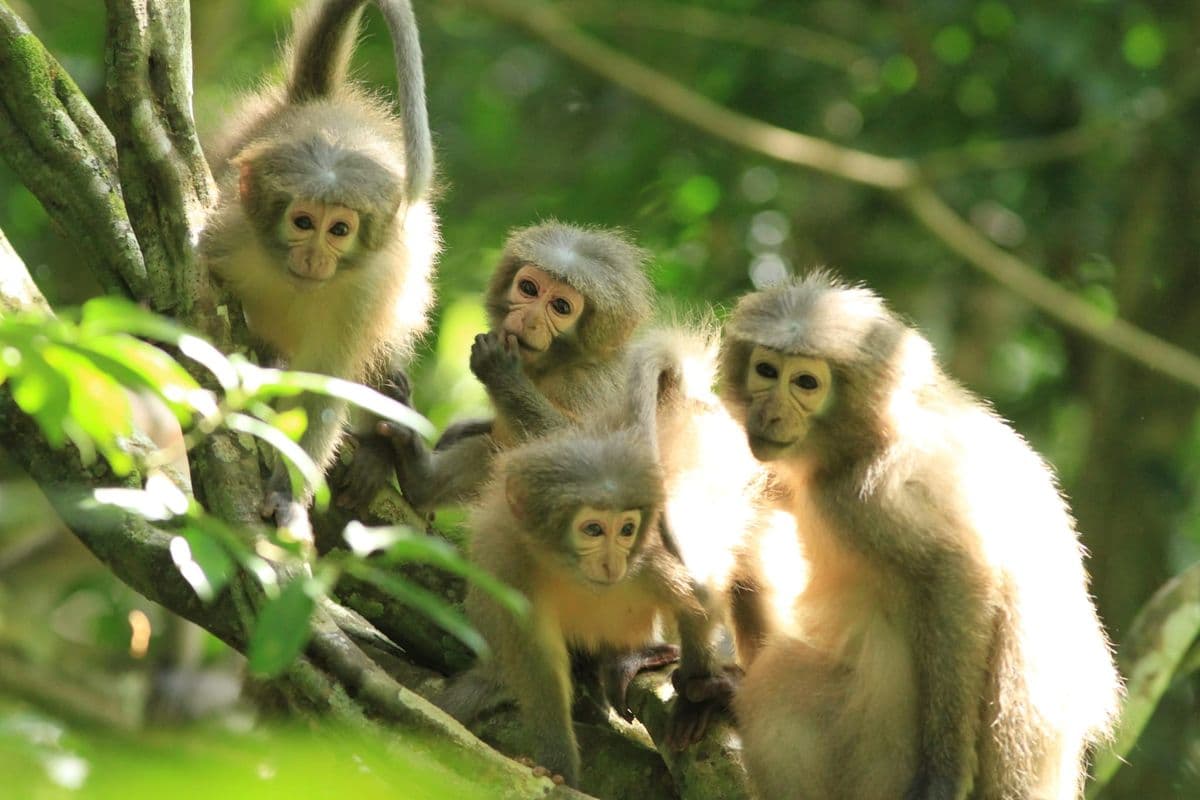 A troop of Sanje mangabeys sitting in a tree in the jungle