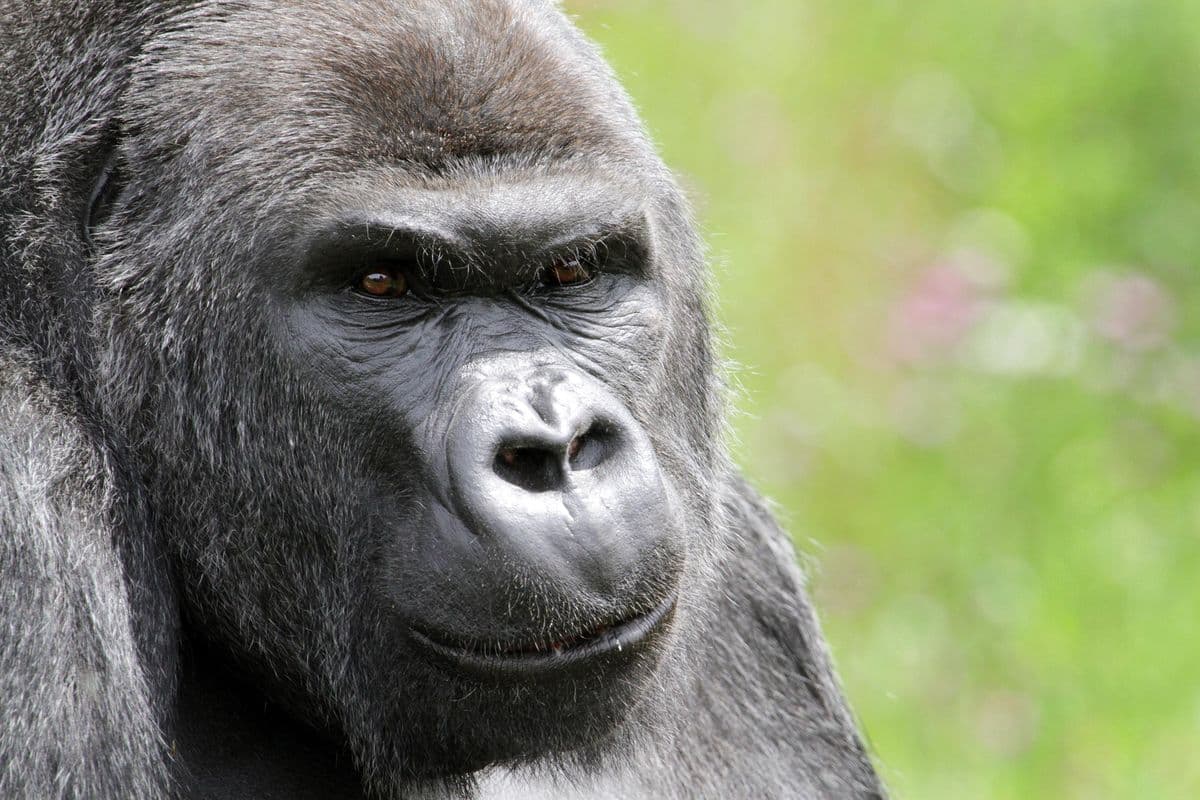 The face of silverback western lowland gorilla with a green out of focus background