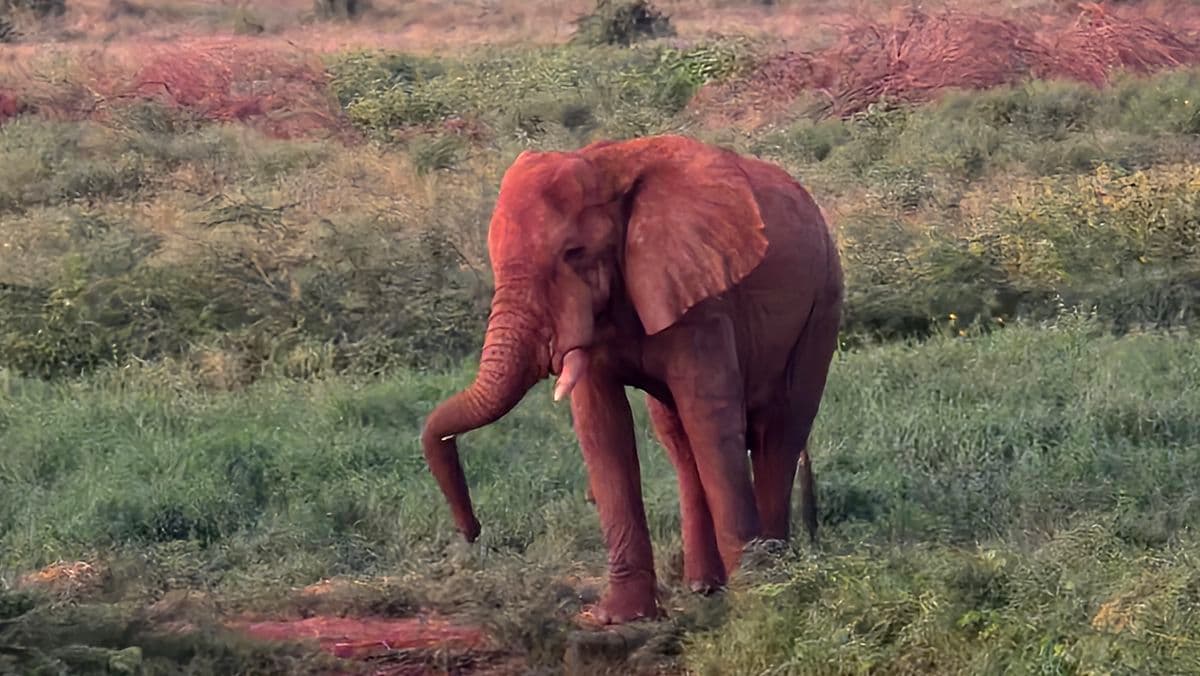 An adolescent elephant lifting its trunk in open grassland