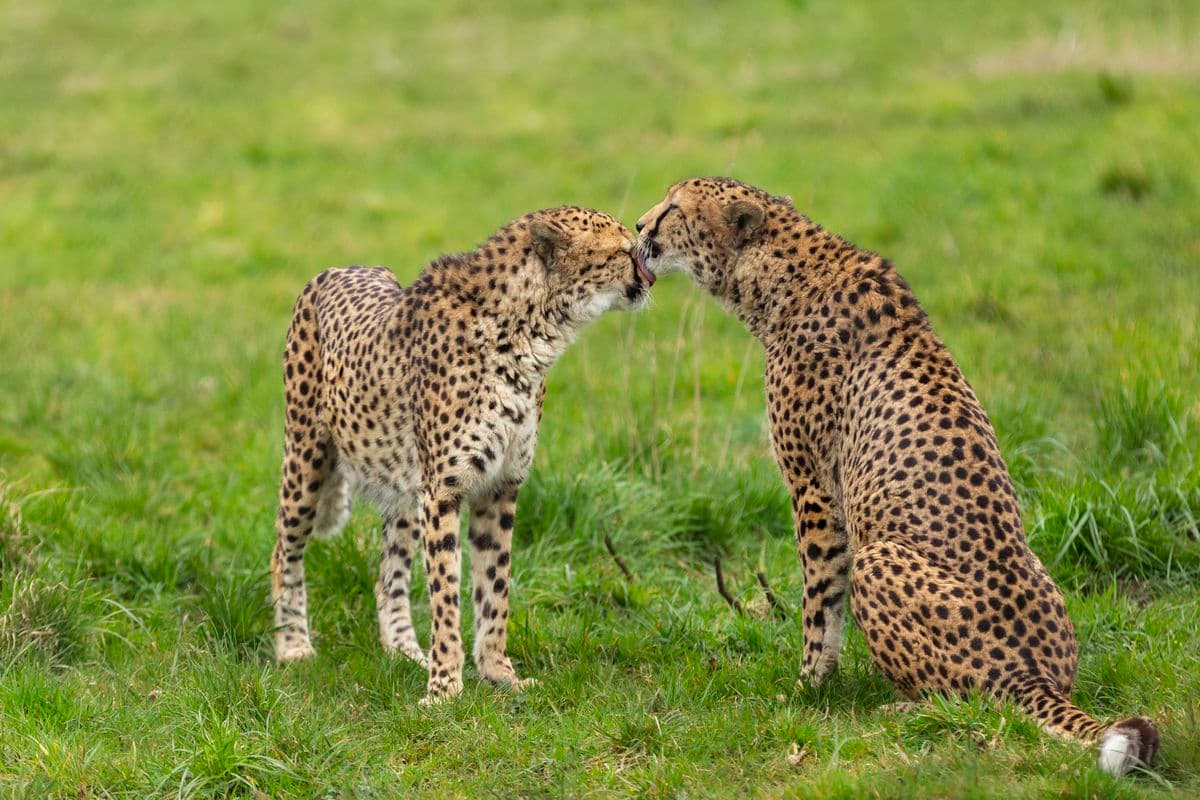 Two cheetah in a field, one cheetah is grooming the other's face.