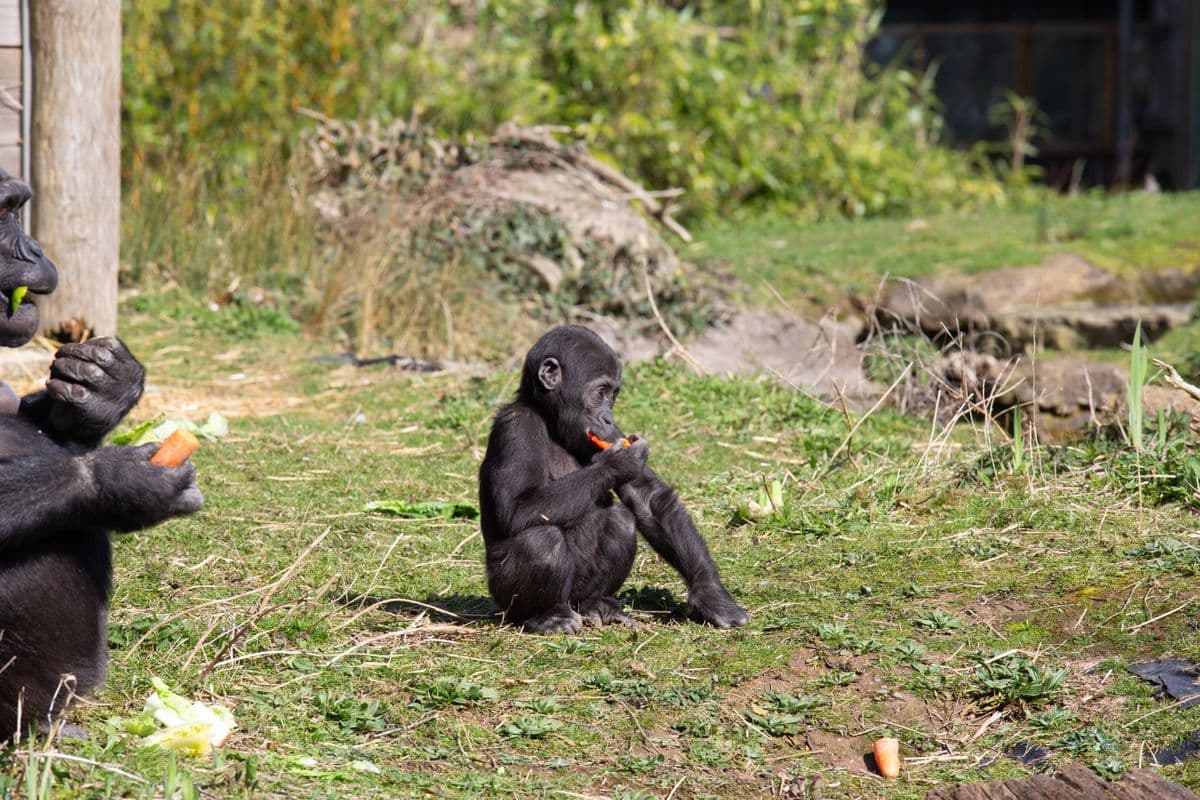 A young gorilla and an adult gorilla eating a carrot.