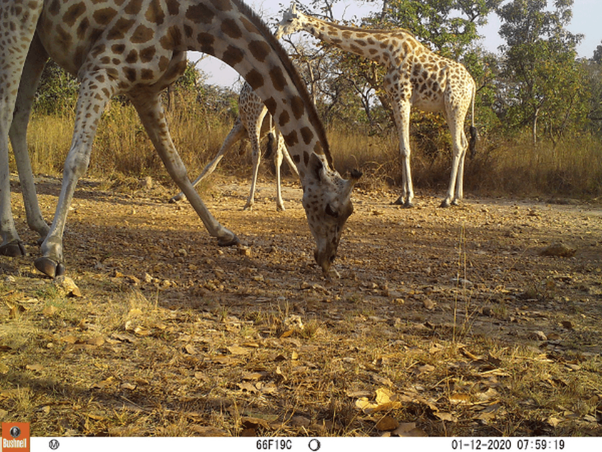 A camera trap image of three Kordofan giraffes in scrubland